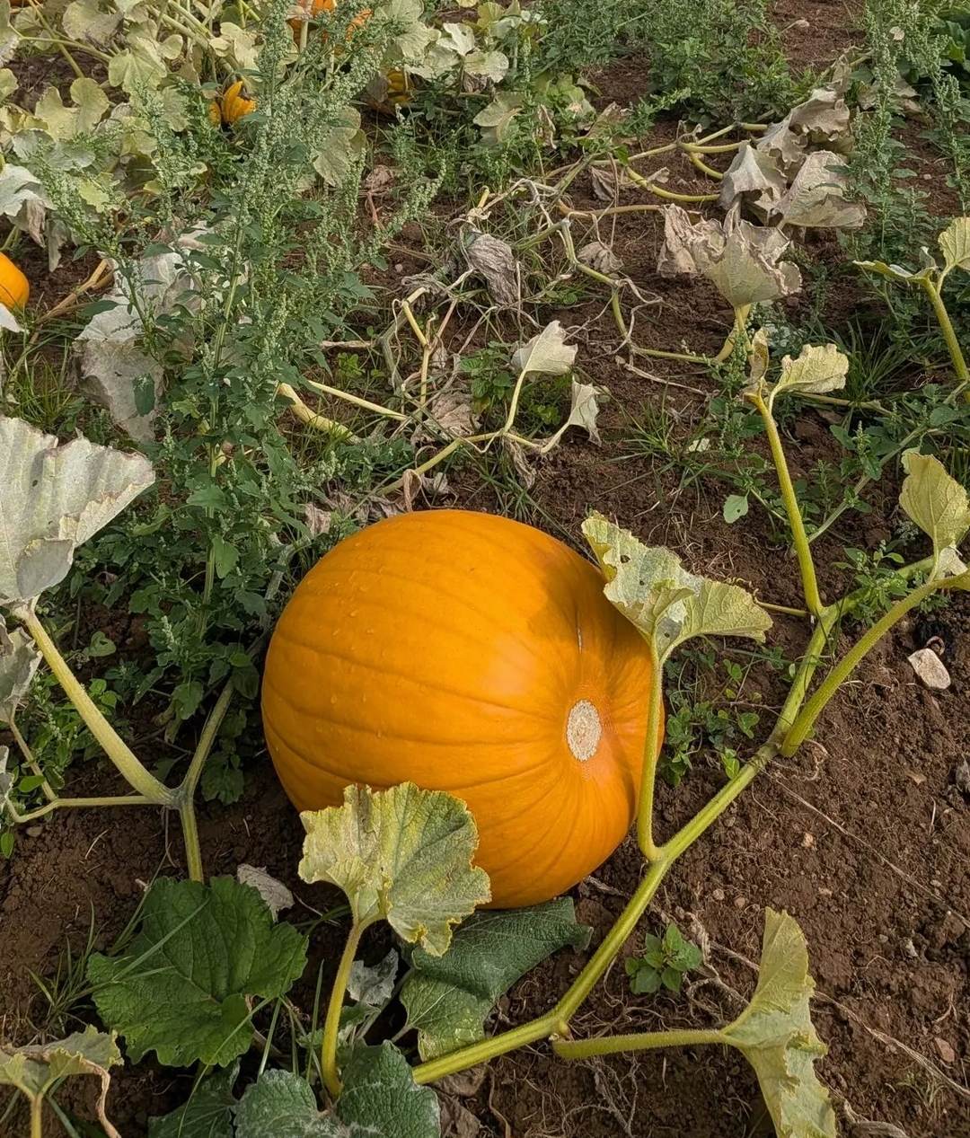 Porthcawl Pumpkin Patch photograph