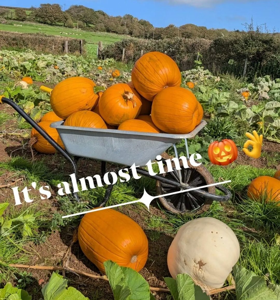 Porthcawl Pumpkin Patch photograph