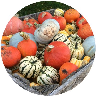 Colourful pumpkins, squashes and gourds at Spilmans