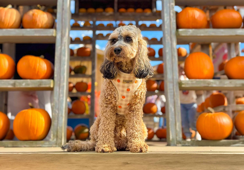 Dog sitting in front of a pumpkin display at Tulleys